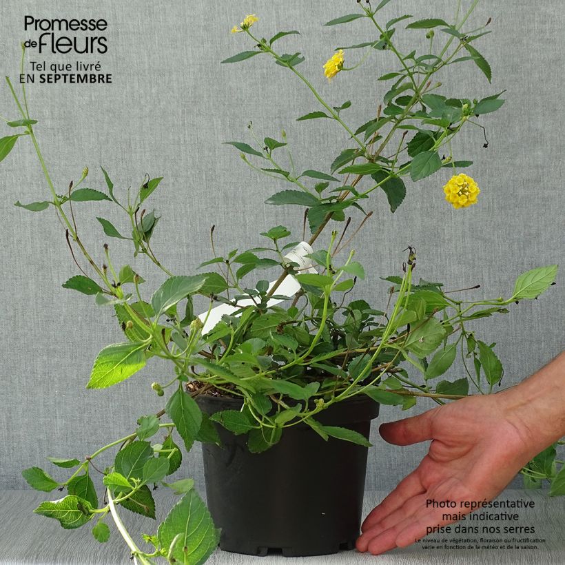 Ejemplar de Lantana camara Chapel Hill Yellow Maceta 2L/3L entregado en otoño