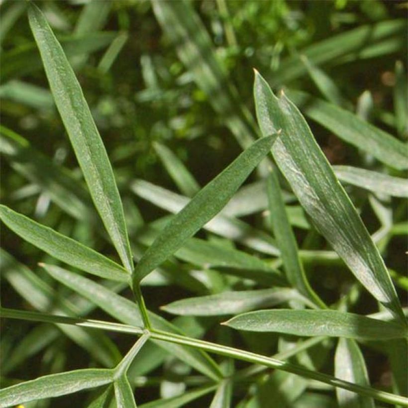 Laserpitium siler (Follaje)