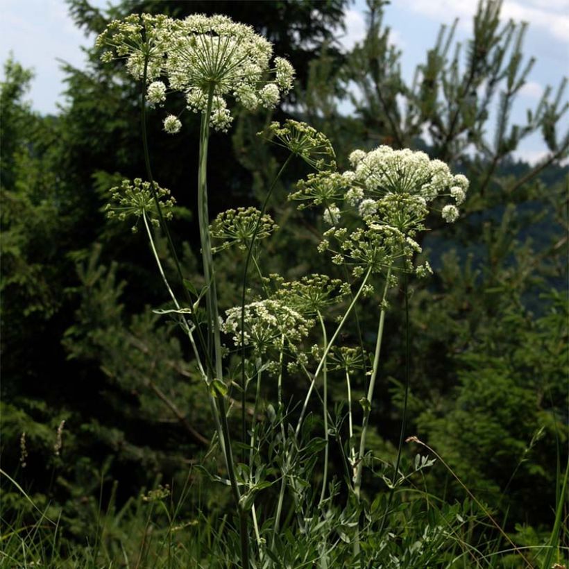 Laserpitium siler (Floración)