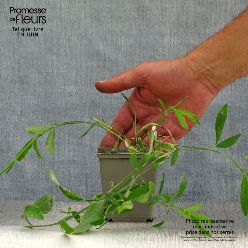 Ejemplar de Lathyrus latifolius Pink Pearl - Albejana Maceta de 8/9 cm entregado en verano