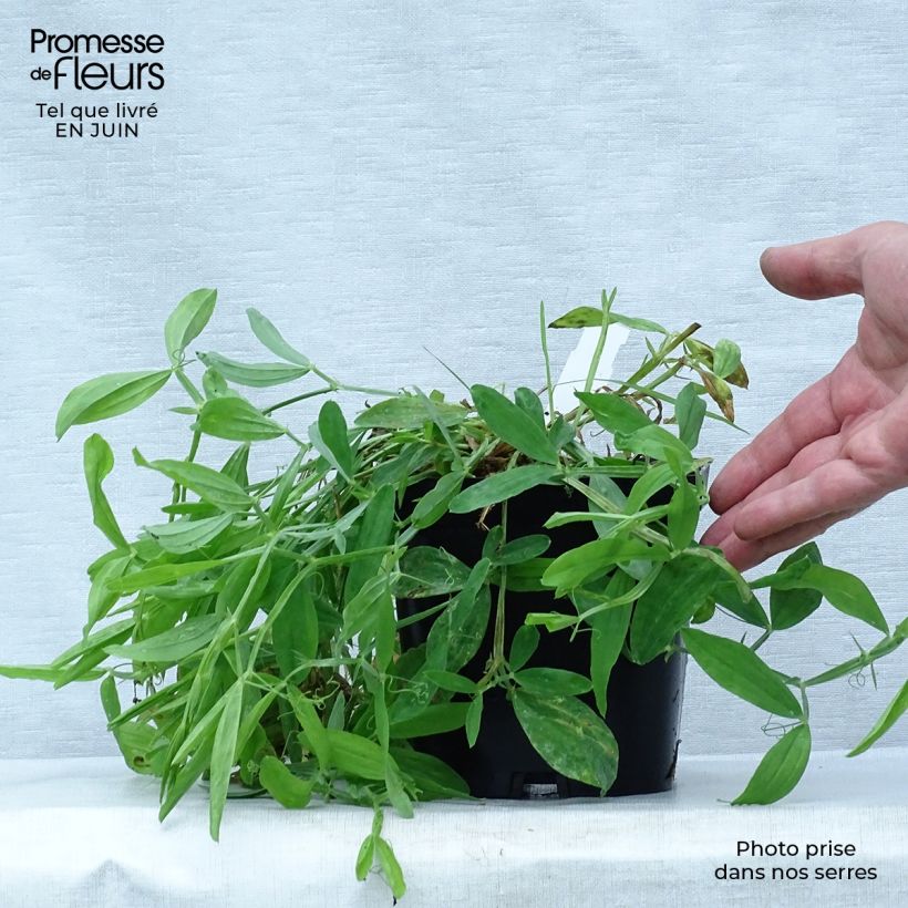 Ejemplar de Lathyrus latifolius Pink Pearl - Albejana Maceta 2L/3L entregado en verano