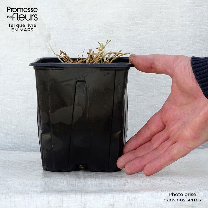 Lathyrus latifolius Red Pearl - Albejana Maceta 2L/3L Ejemplar entregado en la primavera