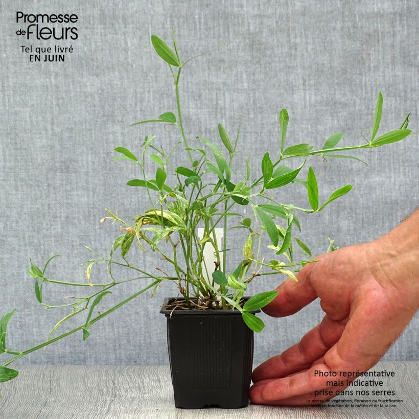 Ejemplar de Lathyrus latifolius White Pearl - Albejana Maceta de 8/9 cm entregado en verano