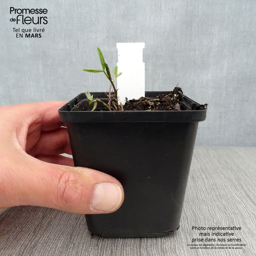 Lathyrus niger -  Pois vivace Godet de 8/9 cm Ejemplar entregado en la primavera
