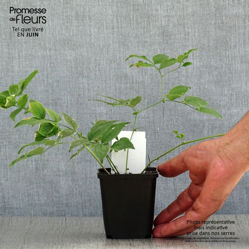 Ejemplar de Lathyrus vernus - Arveja de primavera Maceta de 8/9 cm entregado en verano