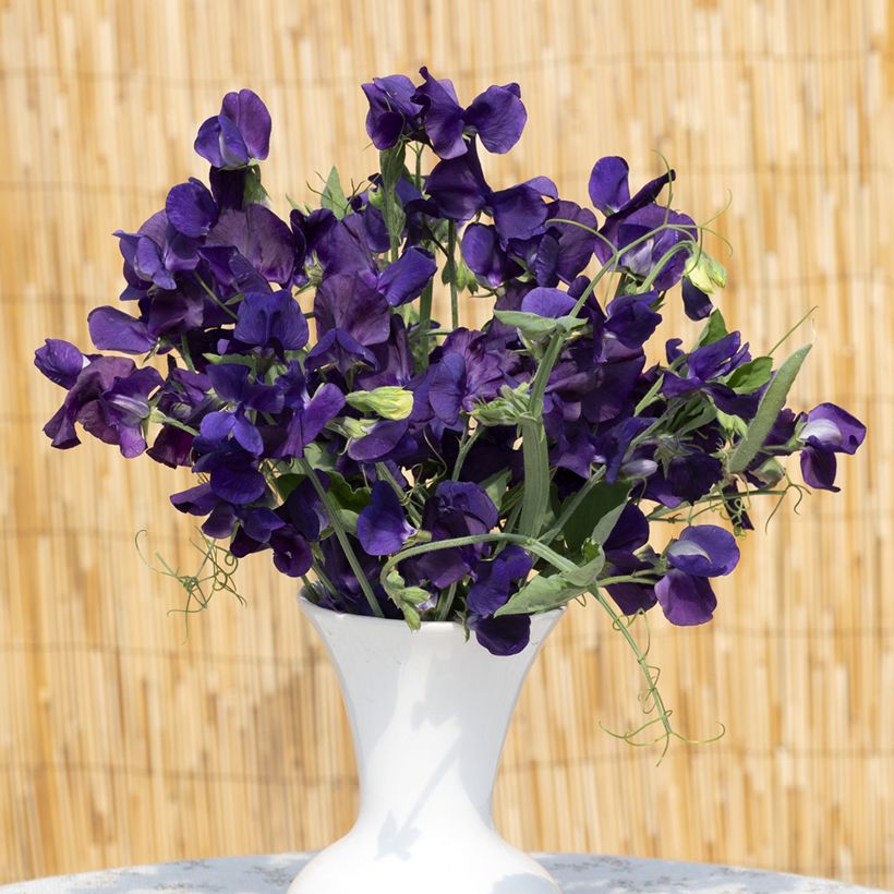 Guisante de olor King Size Navy Blue - Lathyrus odoratus (Floración)