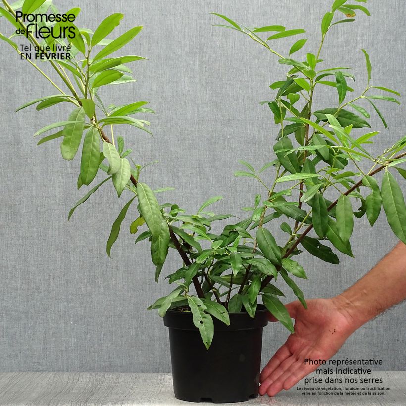 Ejemplar de Laurel cerezo Zabeliana - Prunus laurocerasus Maceta 4L/5L entregado en otoño