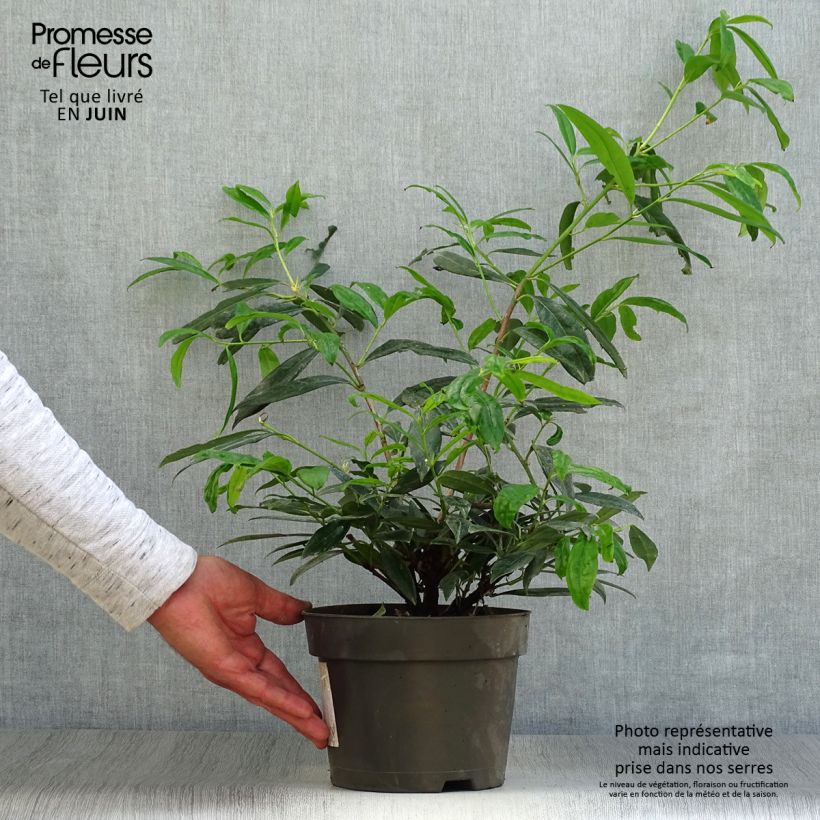 Ejemplar de Laurel cerezo Zabeliana - Prunus laurocerasus Maceta 4L/5LAltura de entrega aprox. 30/50cm entregado en verano