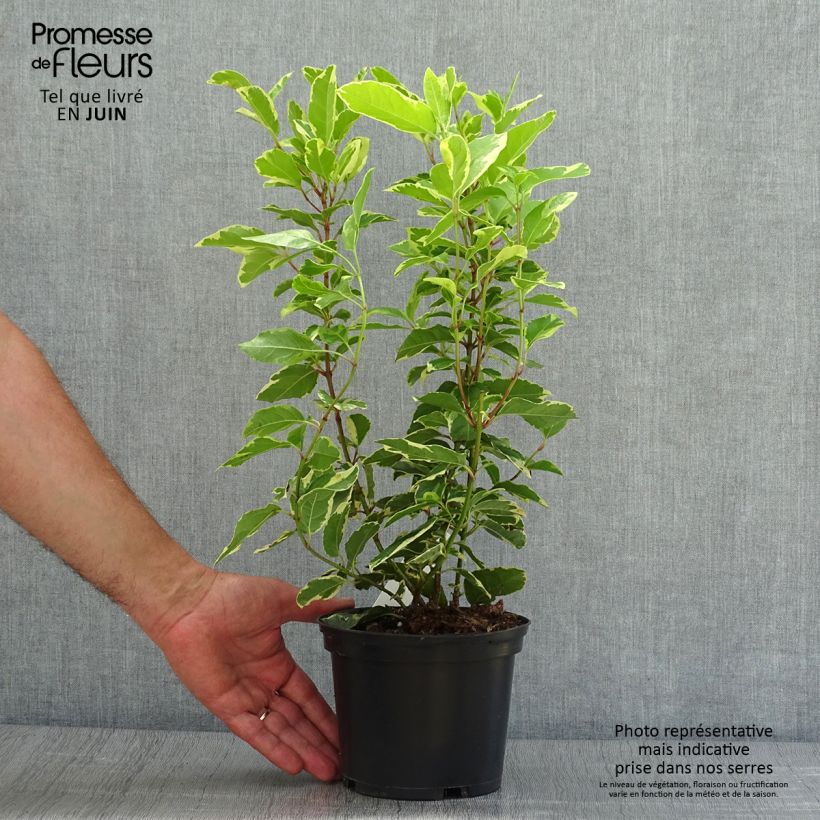 Ejemplar de Viburnum tinus Variegatum - Durillo Maceta 2L/3LAltura de entrega aprox. 30cm entregado en verano