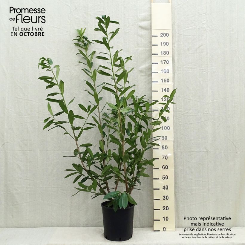 Ejemplar de Laurel cerezo Caucasica - Prunus laurocerasus Maceta 12L/15L entregado en verano