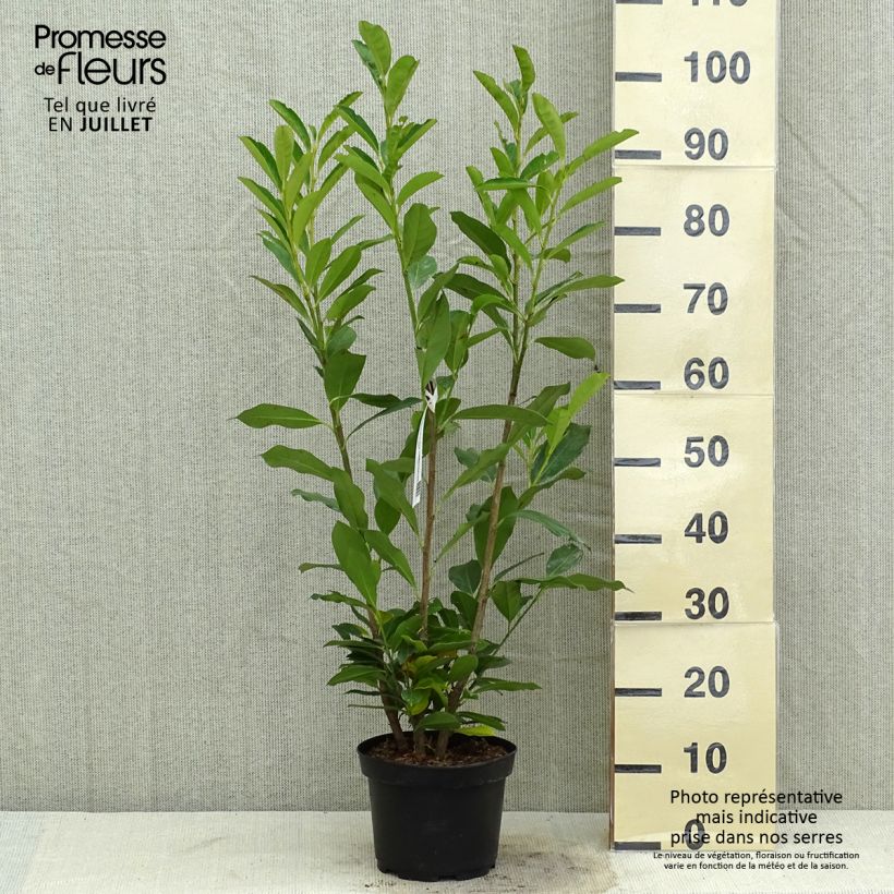 Ejemplar de Laurel cerezo Elly - Prunus laurocerasus Maceta 3L/4L entregado en verano