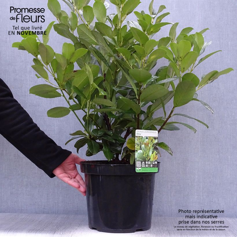 Ejemplar de Laurel cerezo Etna - Prunus laurocerasus Maceta 4L/5L entregado en otoño