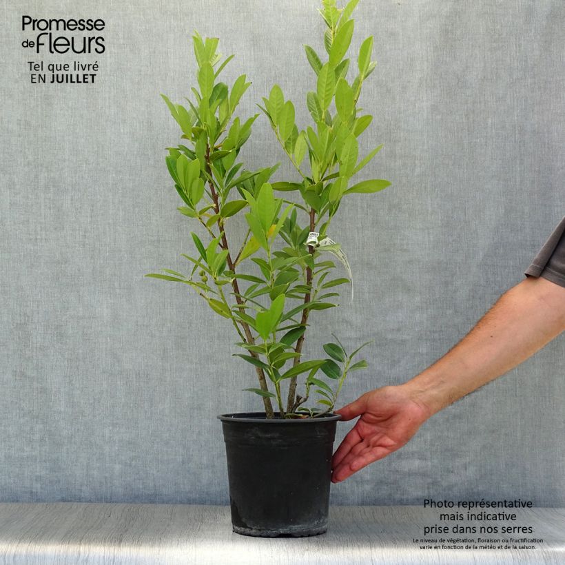 Ejemplar de Laurel cerezo Greentorch - Prunus laurocerasus Maceta 3L/4LAltura de entrega aprox. 60/80cm entregado en verano