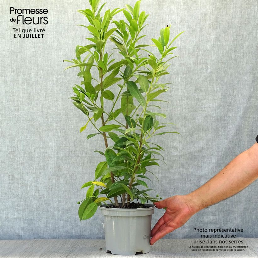 Ejemplar de Laurel cerezo Herbergii - Prunus laurocerasus Maceta 3L/4LAltura de entrega aprox. 60+cm entregado en verano