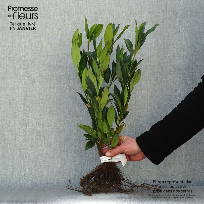 Laurel cerezo Herbergii - Prunus laurocerasus Raíces desnudasAltura de entrega aprox. 40/60cm Ejemplar entregado en invierno