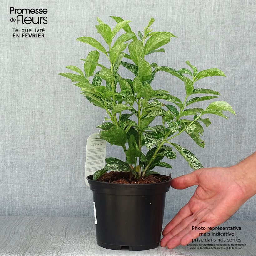 Ejemplar de Laurel cerezo Marbled White - Prunus laurocerasus Maceta 2L/3L entregado en otoño