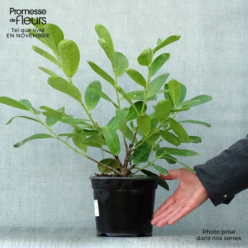 Ejemplar de Laurel cerezo Novita - Prunus laurocerasus Maceta 2L/3L entregado en otoño