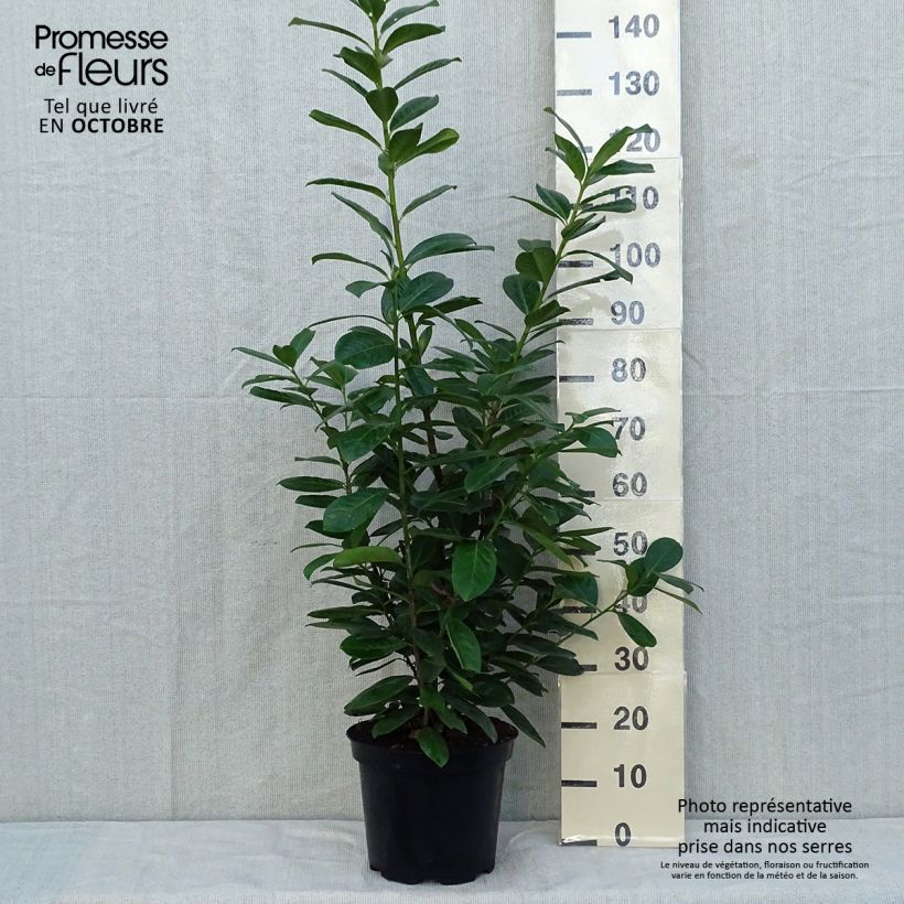 Ejemplar de Laurel cerezo Novita - Prunus laurocerasus Maceta 7,5L/10L entregado en otoño