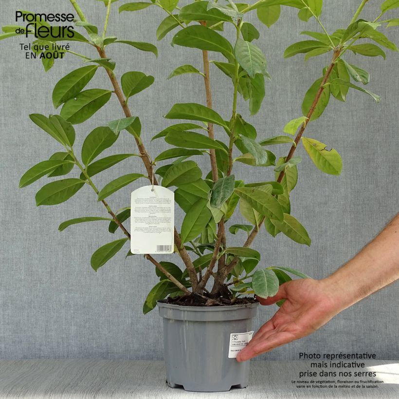 Ejemplar de Laurel cerezo Novita - Prunus laurocerasus Maceta 4L/5LAltura de entrega aprox. 60/80cm entregado en verano