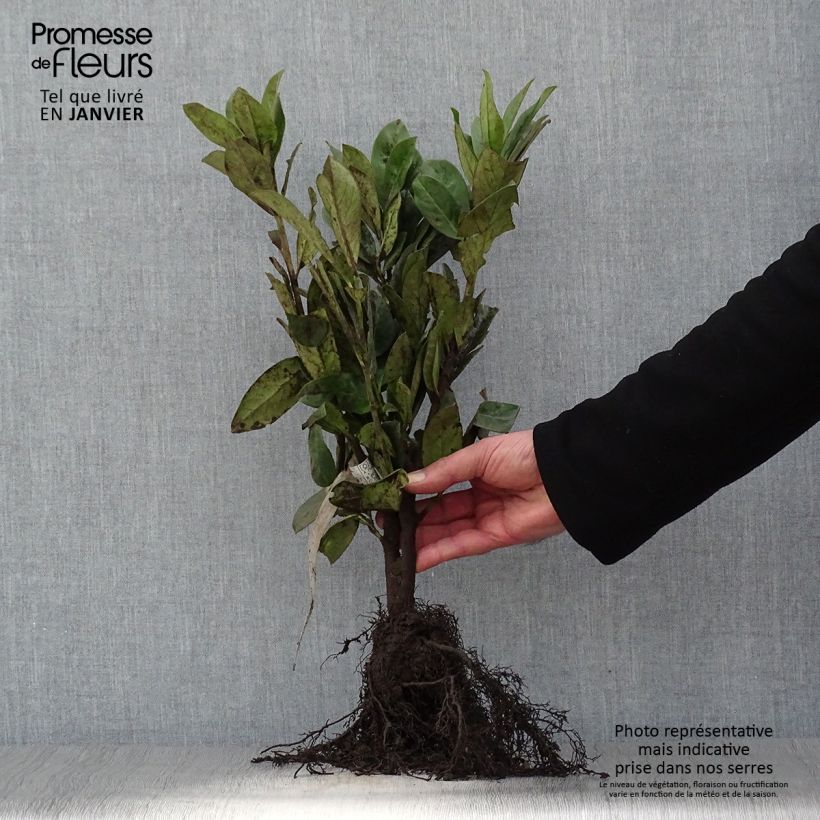 Laurel cerezo Novita - Prunus laurocerasus Raíces desnudasAltura de entrega aprox. 40/60cm Ejemplar entregado en invierno