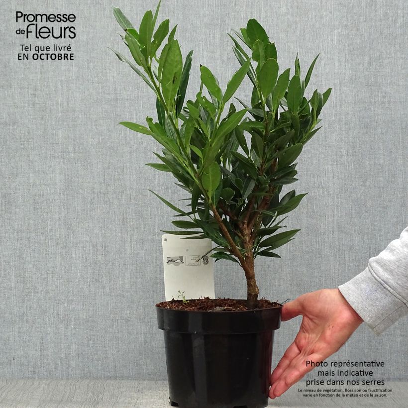 Ejemplar de Laurel cerezo Otto Luyken - Prunus laurocerasus Maceta 2L/3L entregado en otoño