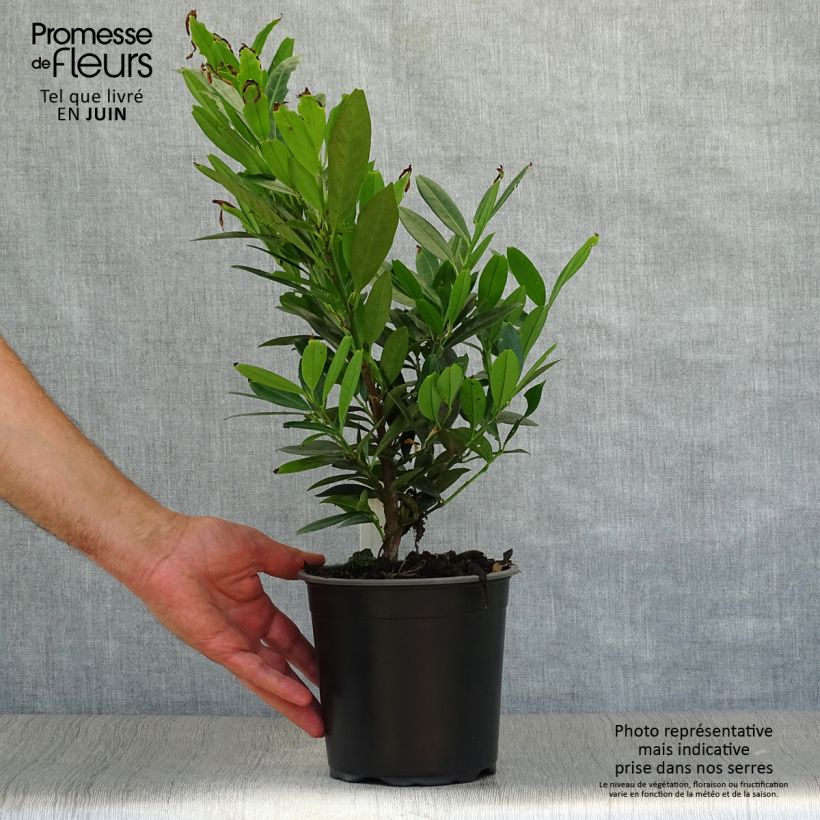 Ejemplar de Laurel cerezo Otto Luyken - Prunus laurocerasus Maceta 2L/3LAltura de entrega aprox. 40/50cm entregado en verano