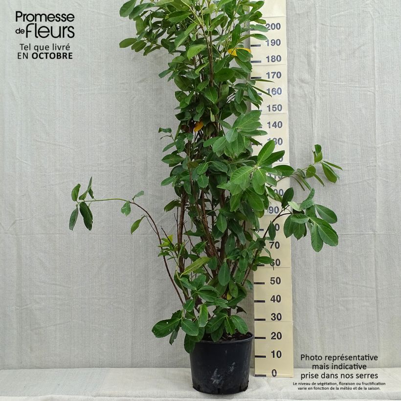 Ejemplar de Laurel cerezo Rotundifolia - Prunus laurocerasus Maceta 12L/15L entregado en otoño