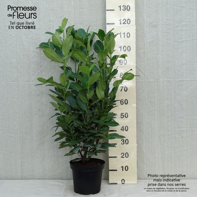 Ejemplar de Laurel cerezo Rotundifolia - Prunus laurocerasus Maceta 7,5L/10L entregado en otoño