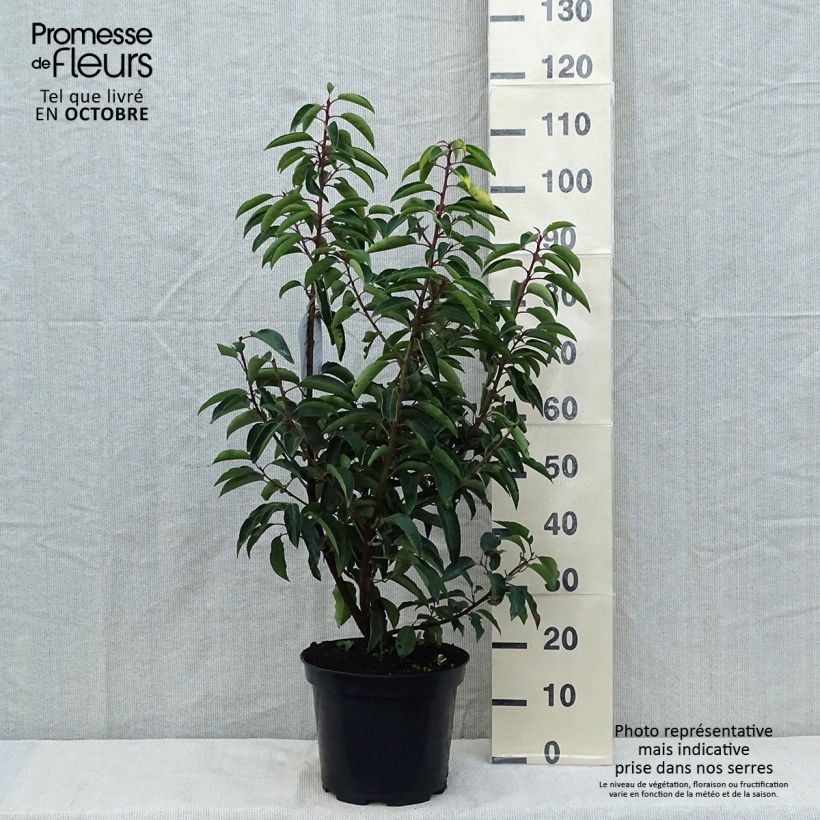 Ejemplar de Laurel portugués - Prunus lusitanica Maceta 7,5L/10L entregado en otoño