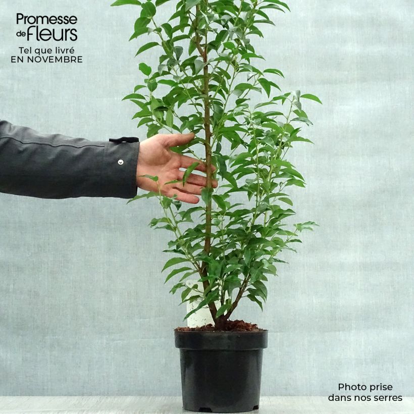 Ejemplar de Laurel portugués Angustifolia - Prunus lusitanica Maceta 3L/4L entregado en otoño