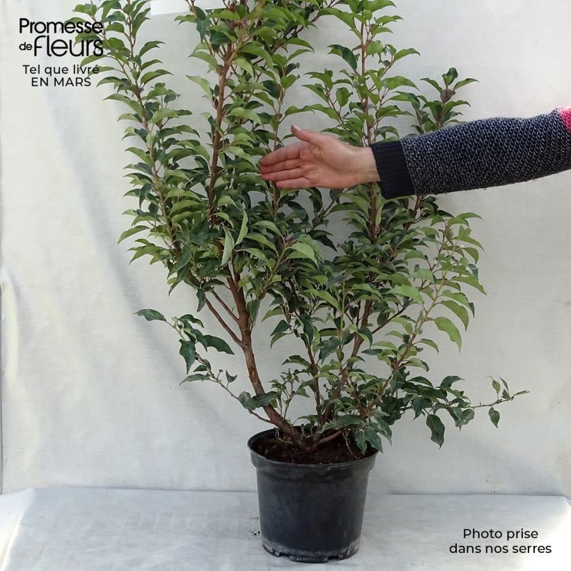 Laurel portugués Brenelia - Prunus lusitanica Maceta 7,5L/10LAltura de entrega aprox. 60/80cm Ejemplar entregado en la primavera