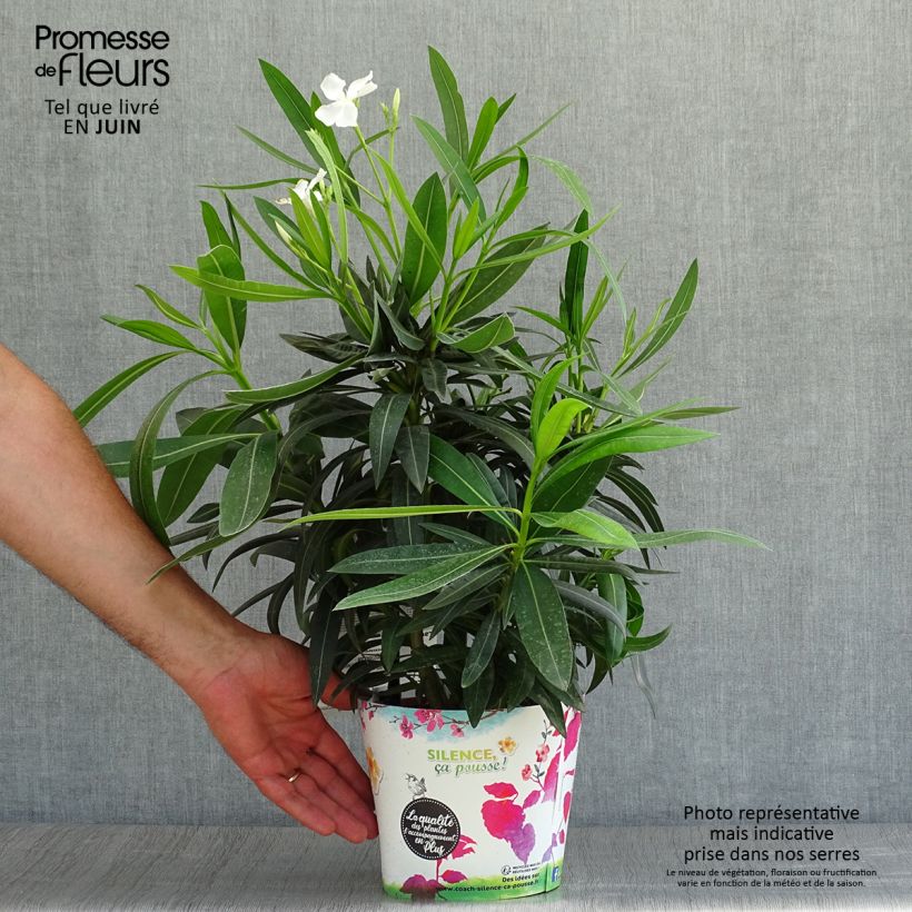 Ejemplar de Adelfa blanca - Nerium oleander Alsace Maceta 3L/4L entregado en verano