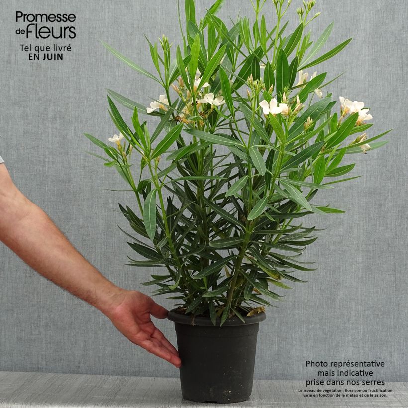 Ejemplar de Adelfa amarilla - Nerium oleander Angiolo Pucci Maceta 3L/4LAltura de entrega aprox. 30/40cm entregado en verano