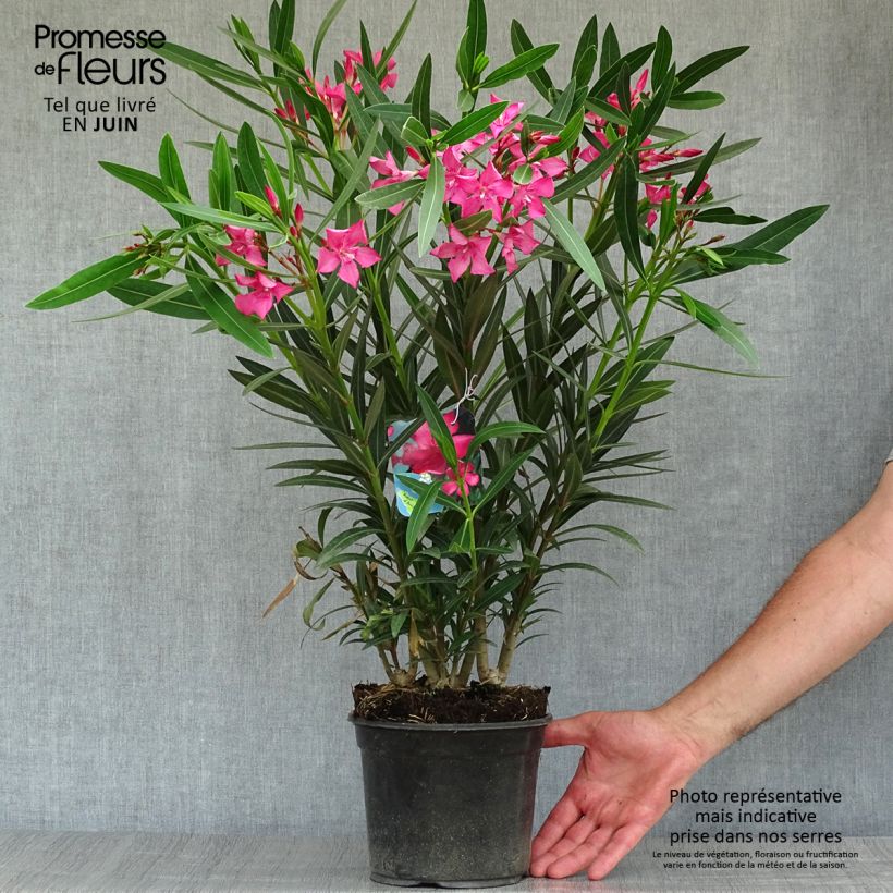 Ejemplar de Adlefa rosa salmón - Nerium oleander Italia Maceta 3L/4LAltura de entrega aprox. 30/40cm entregado en verano
