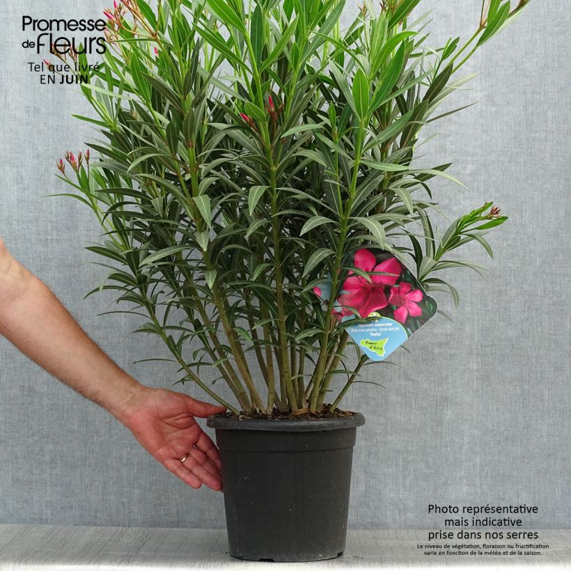 Ejemplar de Adlefa rosa salmón - Nerium oleander Italia Maceta 7,5L/10LAltura de entrega aprox. 60+cm entregado en verano