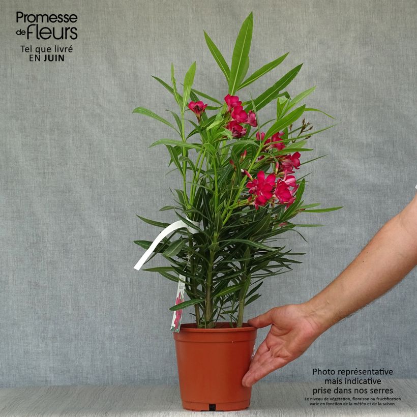 Ejemplar de Adlefa roja - Nerium oleander Simple Red Maceta 2L/3LAltura de entrega aprox. 30/40cm entregado en verano