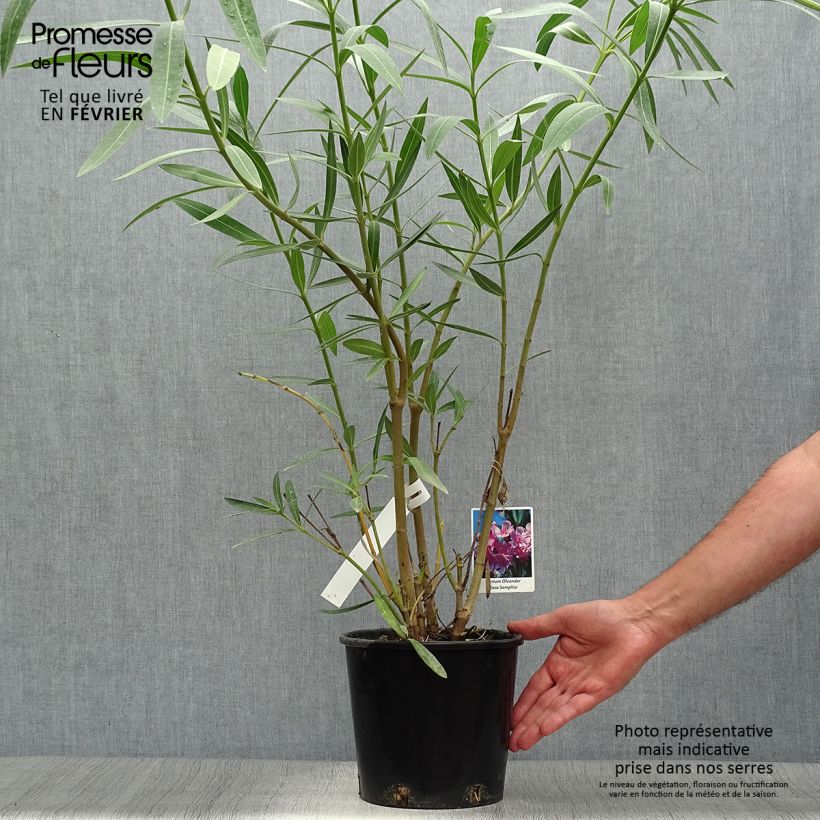 Ejemplar de Adelfa rosa  - Nerium oleander Maceta 2L/3L entregado en otoño