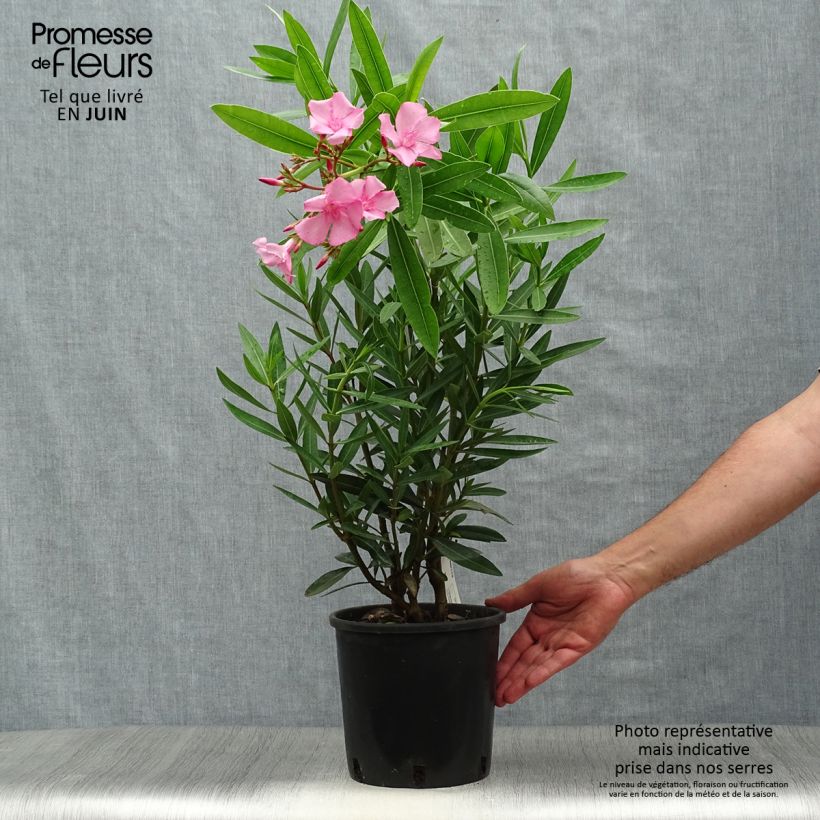 Ejemplar de Adelfa rosa  - Nerium oleander Maceta 2L/3LAltura de entrega aprox. 50/60cm entregado en verano