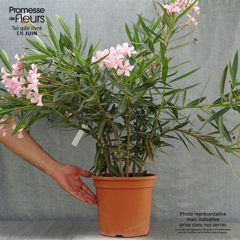 Ejemplar de Adelfa rosa  - Nerium oleander Maceta 6L/7LAltura de entrega aprox. 60/80cm entregado en verano