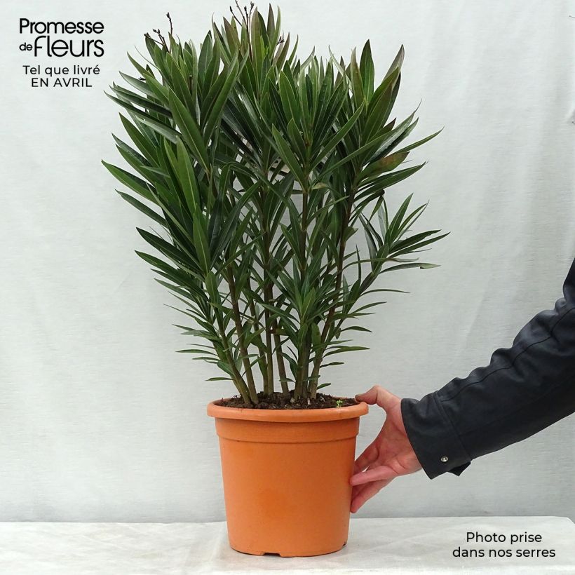 Adlefa rosa plena - Nerium oleander Roseum Plenum Maceta 7,5L/10LAltura de entrega aprox. 100+cm Ejemplar entregado en la primavera