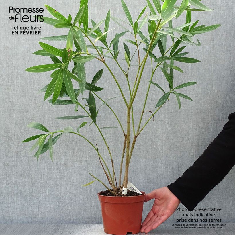 Ejemplar de Adlefa rosa plena - Nerium oleander Roseum Plenum Maceta 2L/3L entregado en otoño
