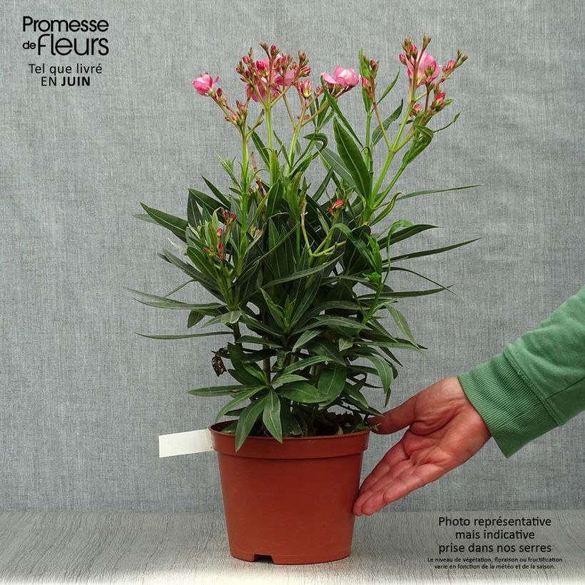 Ejemplar de Adlefa rosa plena - Nerium oleander Roseum Plenum Maceta 2L/3LAltura de entrega aprox. 40/50cm entregado en verano