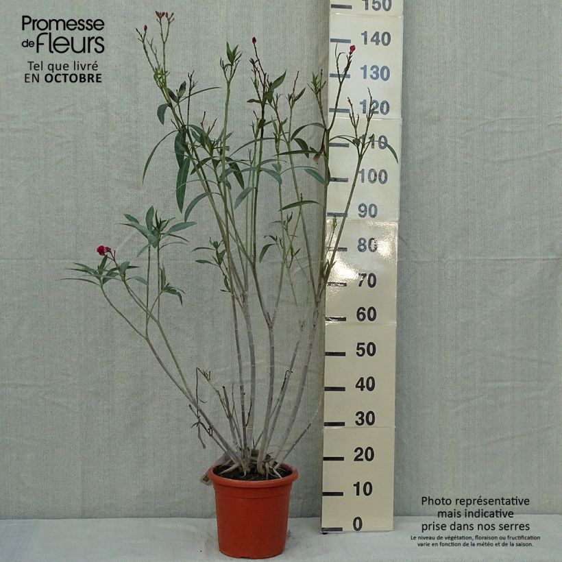 Ejemplar de Adlefa rosa plena - Nerium oleander Roseum Plenum Maceta 7,5L/10L entregado en otoño