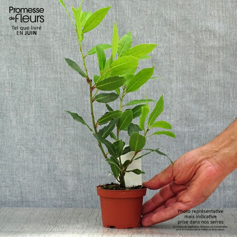 Ejemplar de Laurel - Laurus nobilis Maceta de 10 cm/11 cm entregado en verano