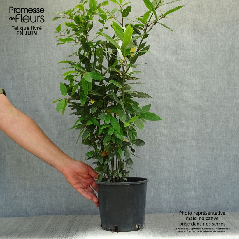 Ejemplar de Laurel - Laurus nobilis Maceta 2L/3L entregado en verano