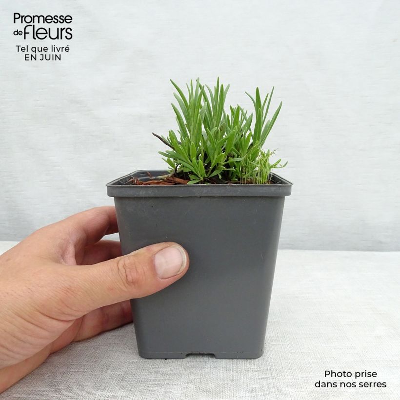 Ejemplar de Lavanda angustifolia Arctic Snow Maceta de 8/9 cm entregado en verano
