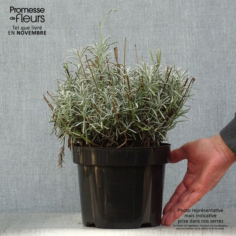 Ejemplar de Lavanda intermedia Phenomenal Niko - Lavandín Maceta 2L/3L entregado en otoño