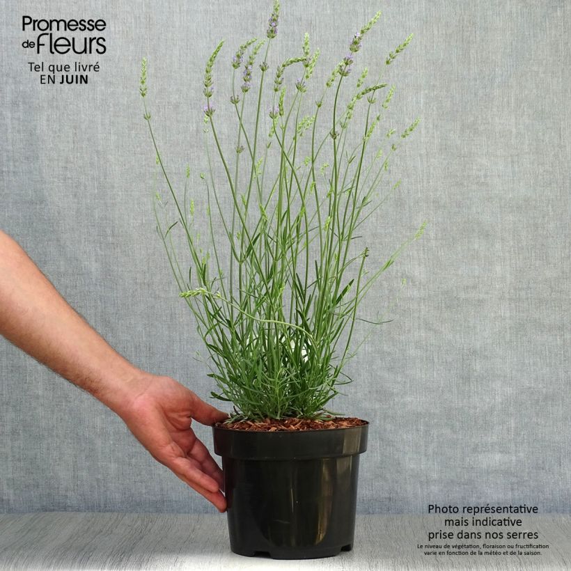 Ejemplar de Lavanda intermedia Phenomenal Niko - Lavandín Maceta 2L/3L entregado en verano