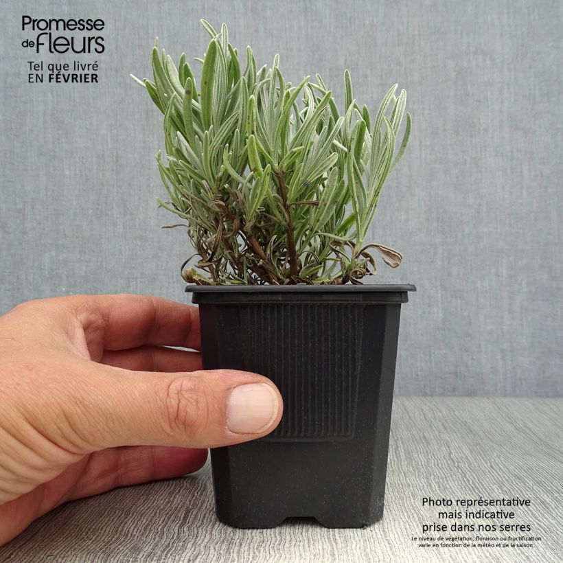 Ejemplar de Lavanda intermedia Platinum Blonde - Lavandín Maceta de 8/9 cm entregado en otoño