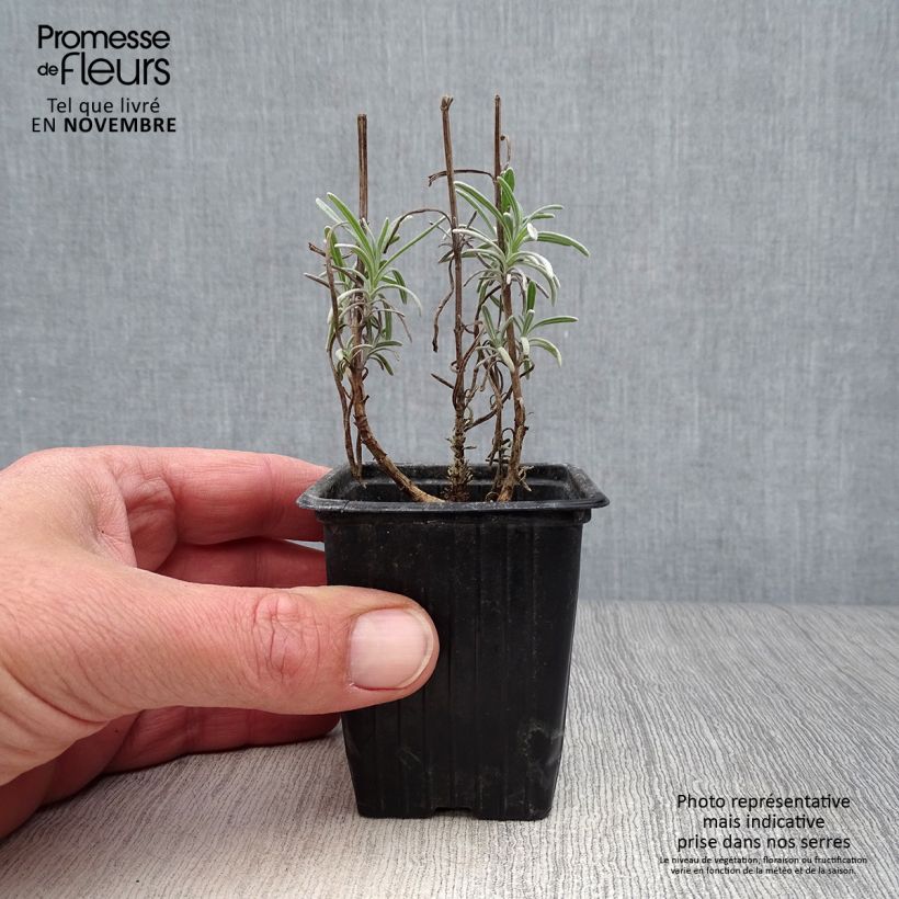 Ejemplar de Lavanda - Lavandula officinalis Maceta de 7/8 cm entregado en otoño
